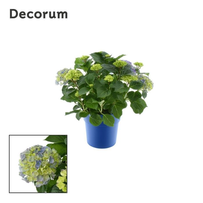 Hydrangea Bol Blue 7 - 12 kop in gekleurde sierpot (Decorum), D 23