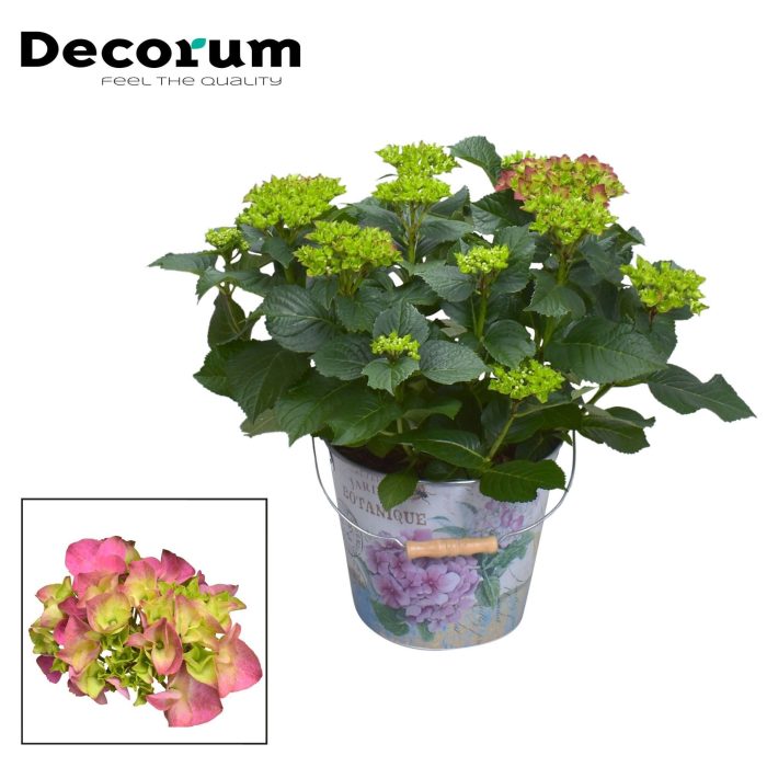 Hydrangea Bol Red 7 - 12 kop in Bucket (Decorum), D 23