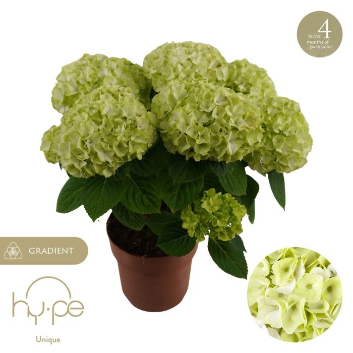 Hydrangea Hi Hailstone 7+ | Hy-pe Unique, D 14