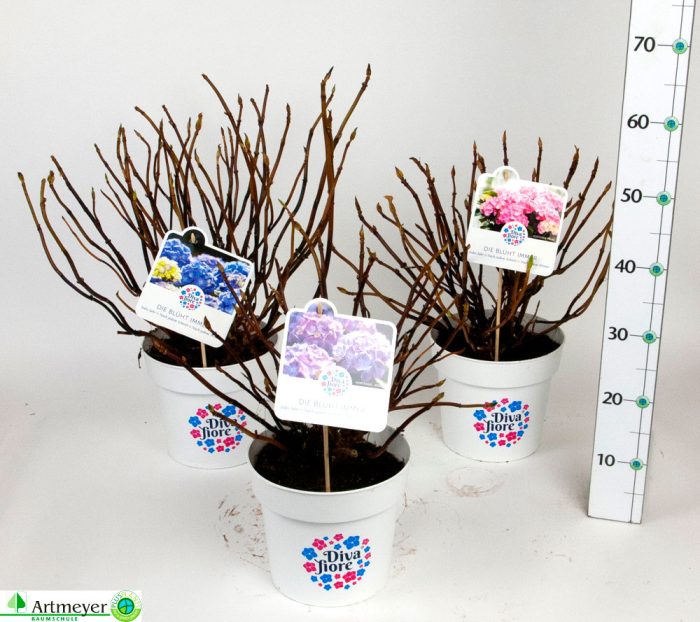 Hydrangea macr. Diva fiore ® T22, D 22