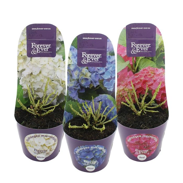 Hydrangea macr. Forever & Ever® MIX C2 (17cm.) Potcover, D 17