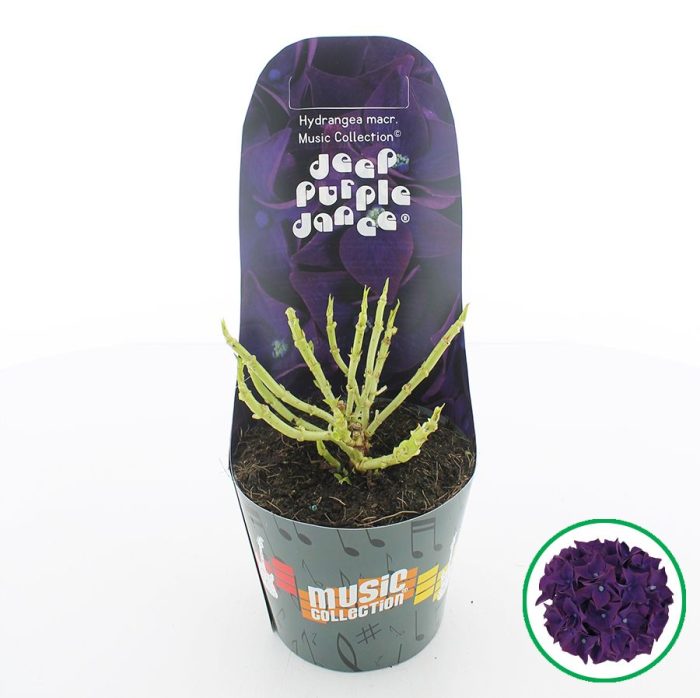Hydrangea macr. Music Collection® 'Deep Purple Dance'® C2 (17cm.) Potcover, D 17