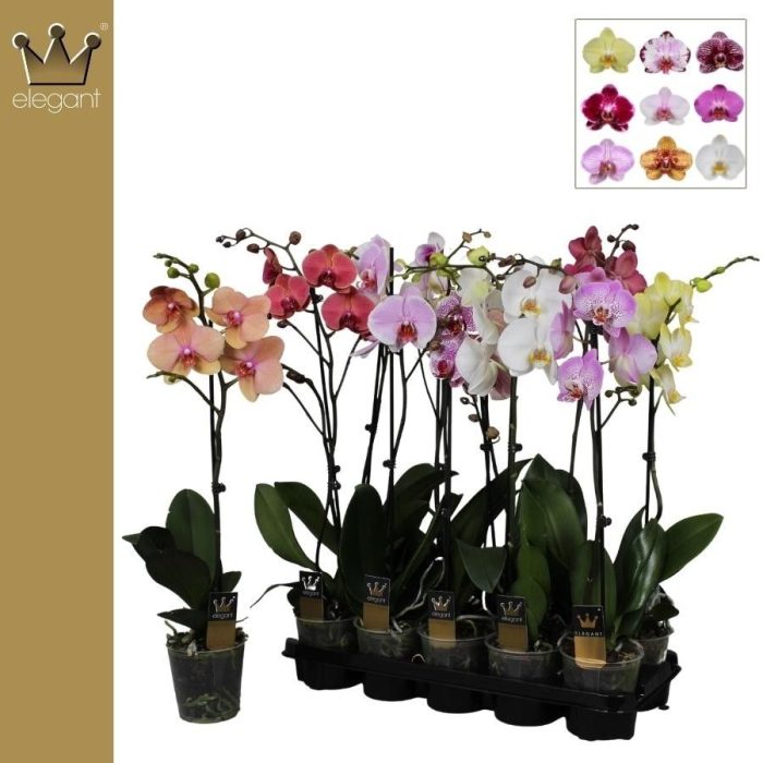 Phalaenopsis 1 tak gemengd 9+ bloem, D 12
