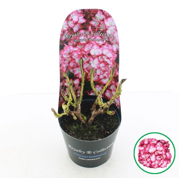 Hydrangea macr. Royalty® 'Beauty of Boskoop'® C2 (17cm.) Potcover, D 17