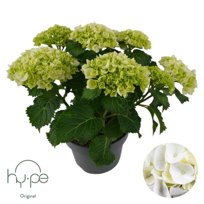 Hydrangea Mophead White 7+ | Hy-pe Original, D 23