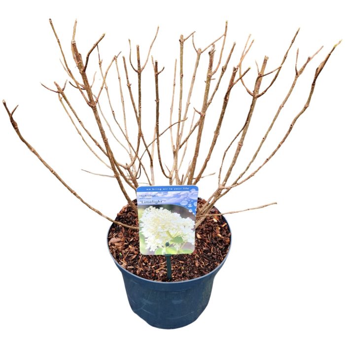 Hydrangea pan. 'Limelight', D 23