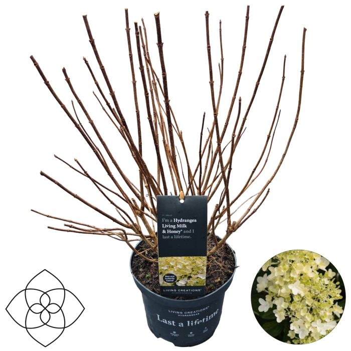 Hydrangea pan. 'Living Milk & Honey'®, D 23