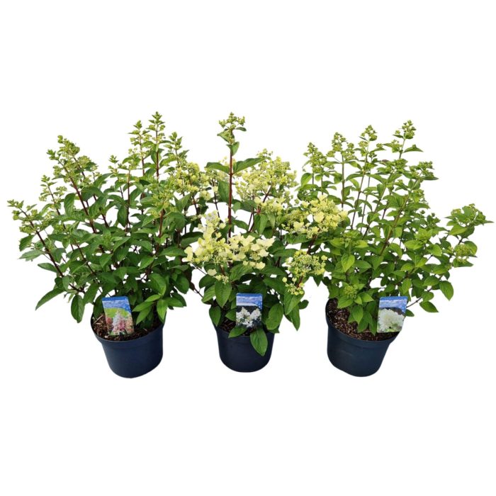 Hydrangea paniculata 'Mix', D 26
