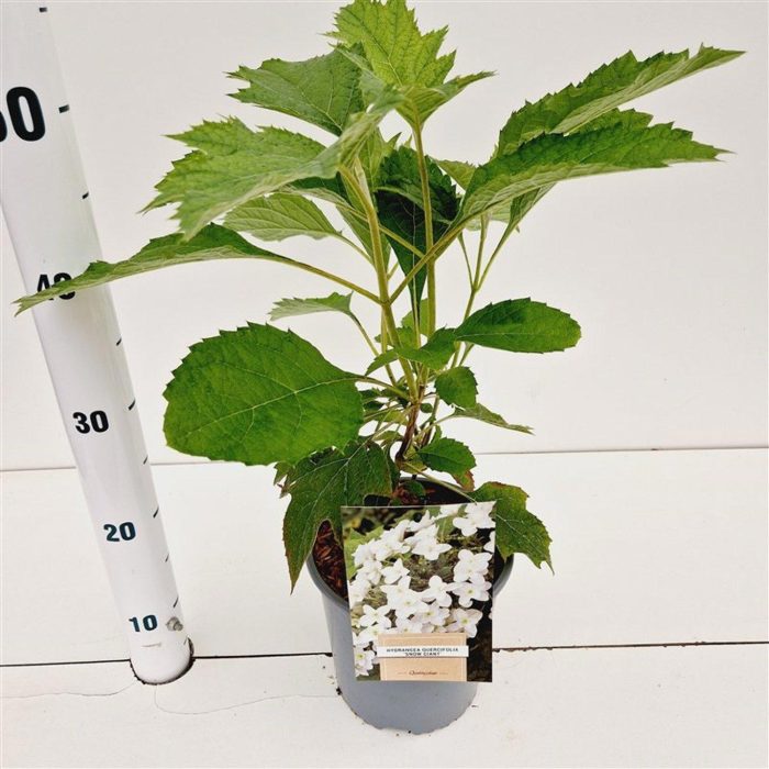 Hydrangea quercifolia 'Snow Giant', D 17