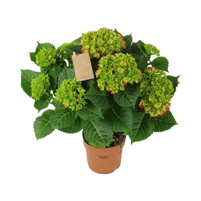 Hydrangea red 9/10 flowers, D 14