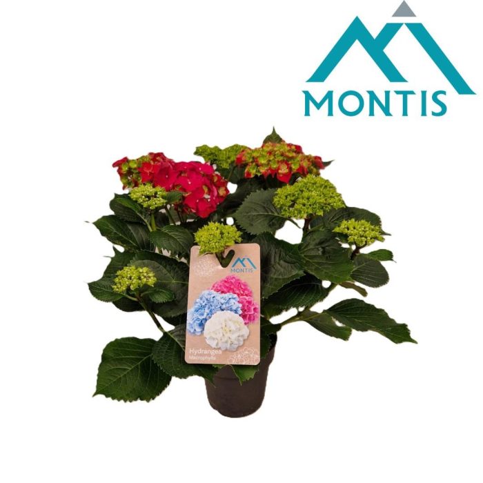 Hydrangea River Fire 15 cm 5+, D 15