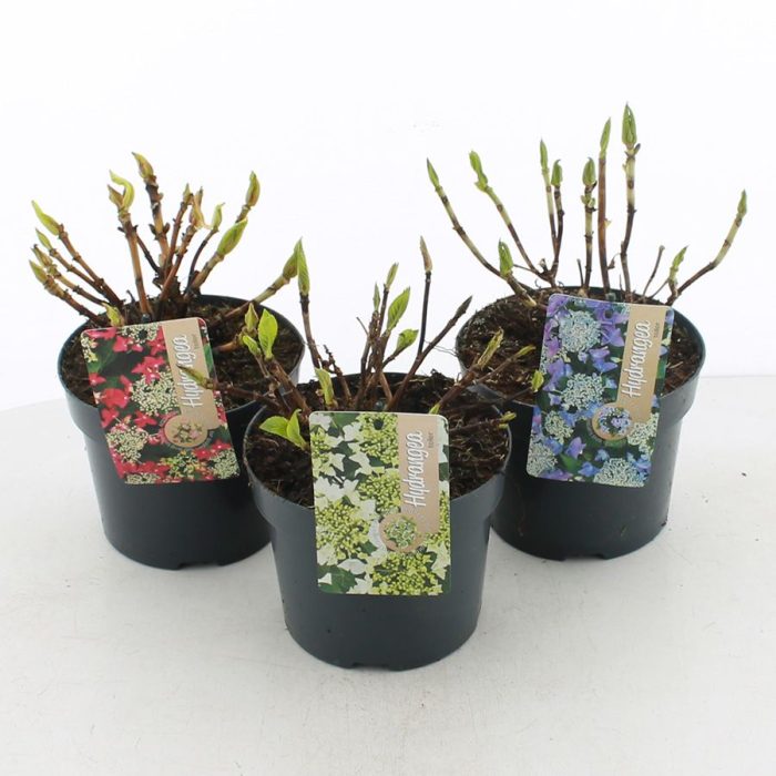 Hydrangea teller MIX C2 (17cm.), D 17