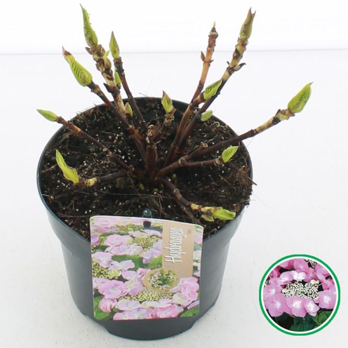 Hydrangea teller Roze C2 (17cm.), D 17