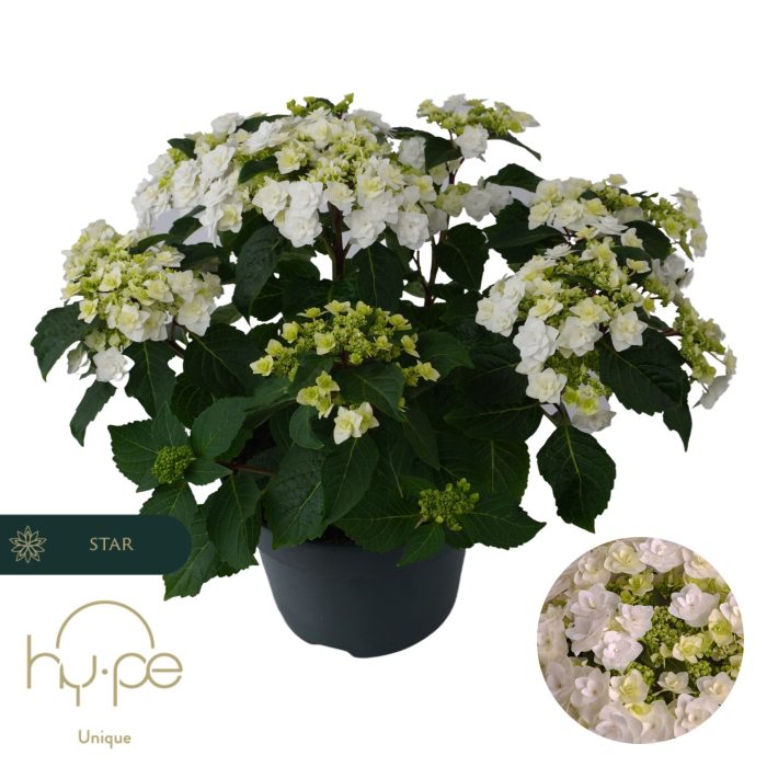 Hydrangea Wedding Gown 10+ | Hy-pe Unique, D 23