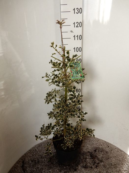 Ilex a. Argentea Marginata 80-100 pyr. P28, D 28
