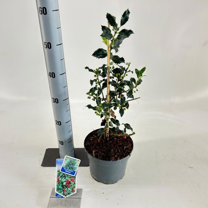 Ilex aquifolium 'Alaska', D 19