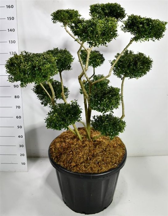 Ilex crenata 'Fructu Luteo', D 60