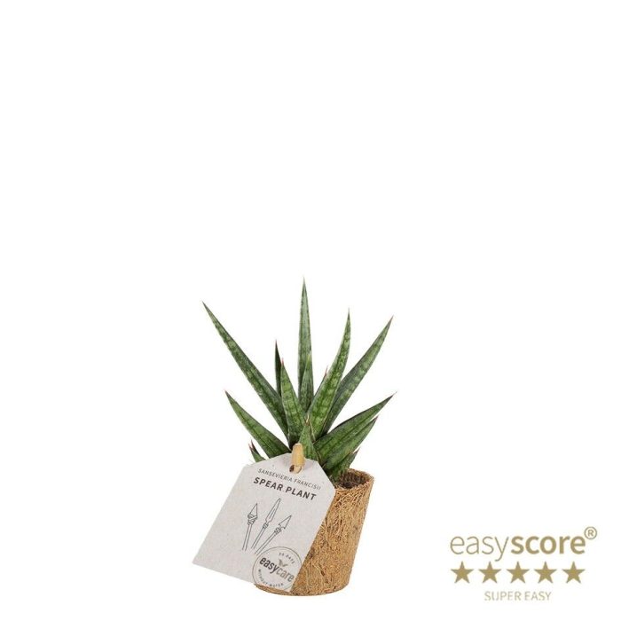 Sansevieria francisii - COCOZ, D 6