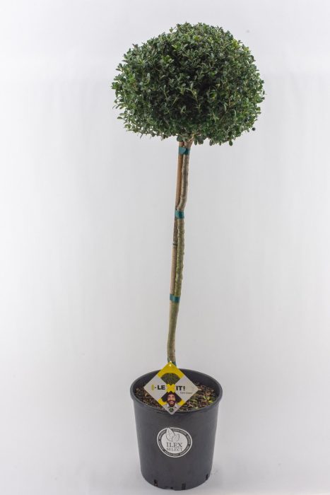Ilex crenata Dark Green, P34, Bol op stam 80cm, Bol Ø30cm, D 26