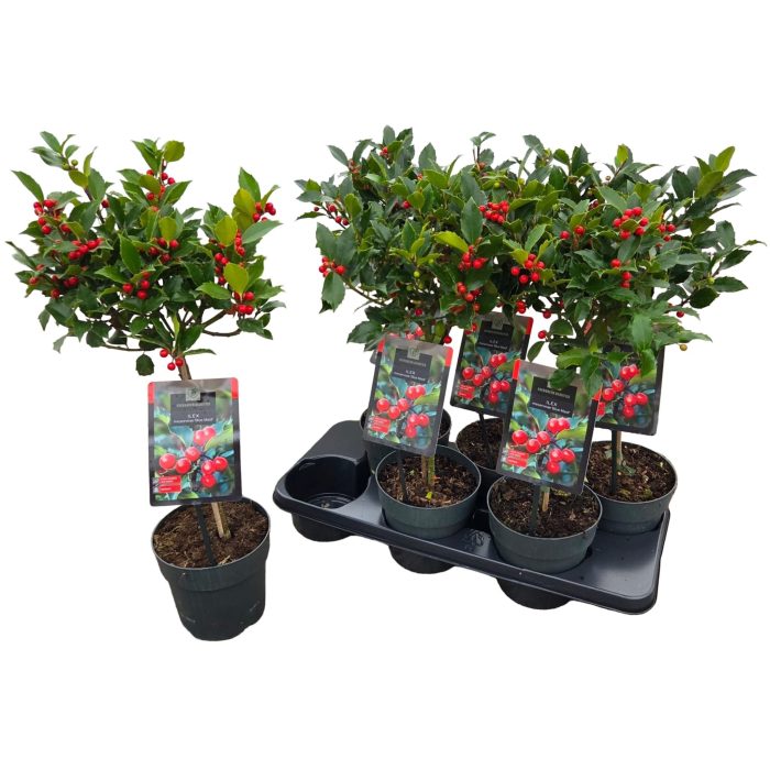 Ilex meserveae 'Blue Maid', D 15