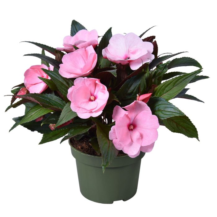 Impatiens New Guinea LICHTROZE, D 13