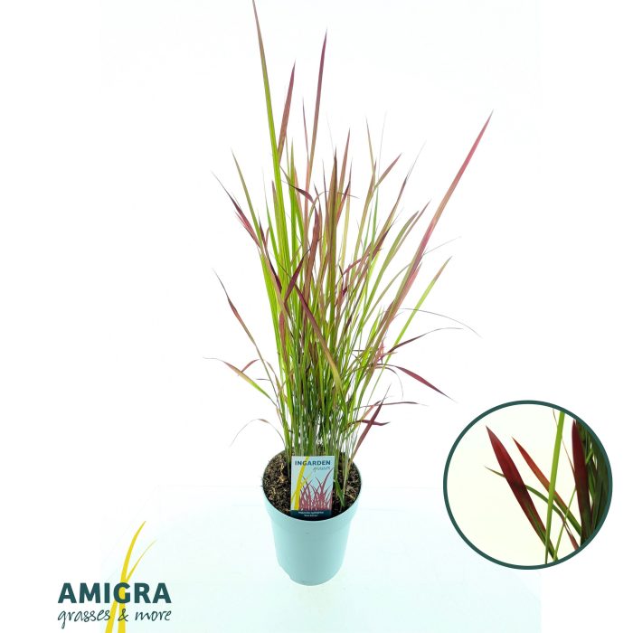 Imperata cylindrica 'Red Baron', D 17