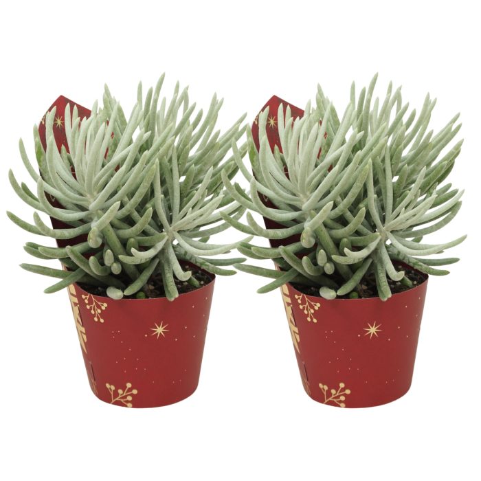 Senecio scaposus 13 cm in Kerst potcover, D 13