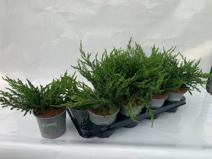 juniperus Repanda, D 13