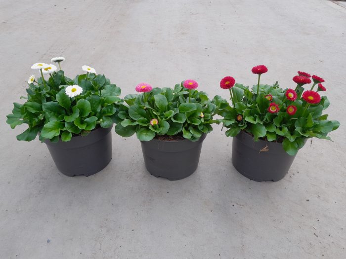 655 SV : Bellis gemengde kleuren, D 17