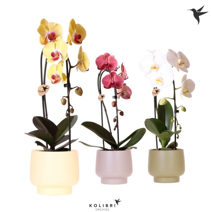 Kolibri Orchids Phalaenopsis Cascade Niagara Fall mix 1 spike in Scandic pot green mix, D 12