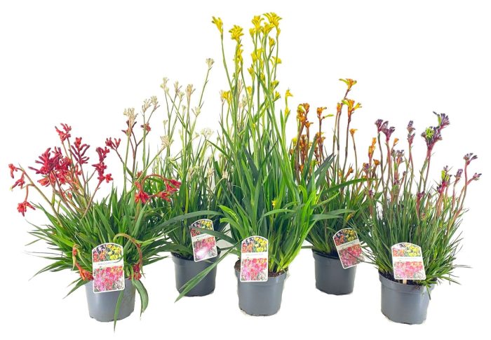 Anigozanthos, D 17
