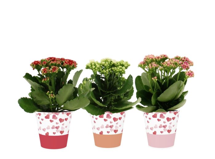 Kalanchoë 3 color mix in Candy smartcup, D 12