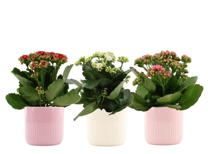 Kalanchoë 3 color mix in Toulouse ceramics, D 12