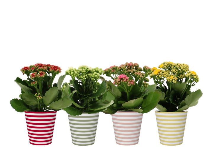 Kalanchoë 4 color mix in Vibe smartcup, D 12