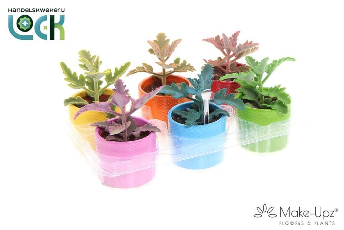 Kalanchoe Beharensis Make Upz in keramiek, D 8,5