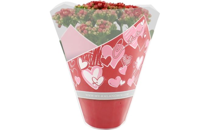 Kalanchoë Perfecta Red in Couture Heart sleeve red, D 12