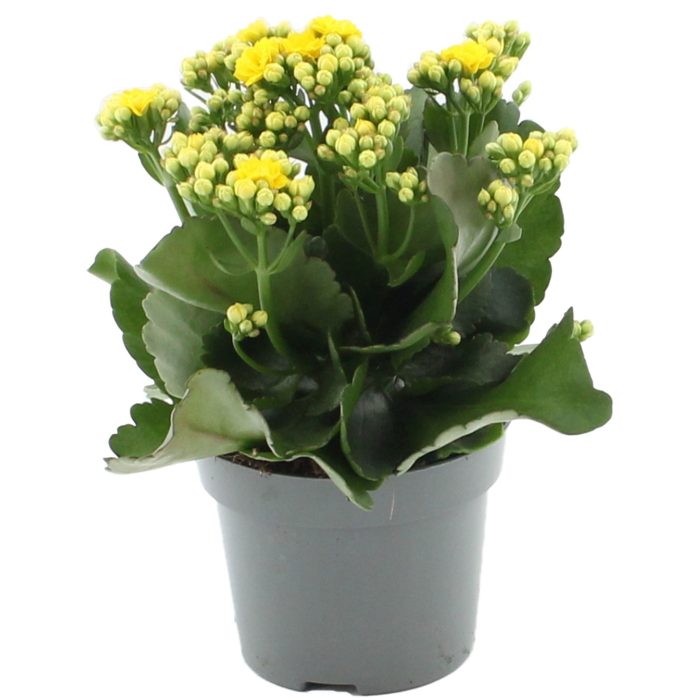 Kalanchoë Perfecta Yellow in transparant sleeve, D 12