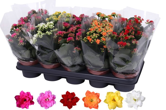 Kalanchoe Rosalina 12cm mix, blanco hoes, D 12