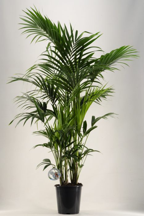 KENTIA - P27 H190 - 12PP (Howea forsteriana), D 27