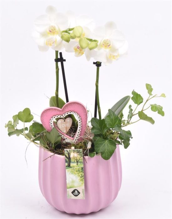 Keramiek pot kleur mix 14cm, D 14