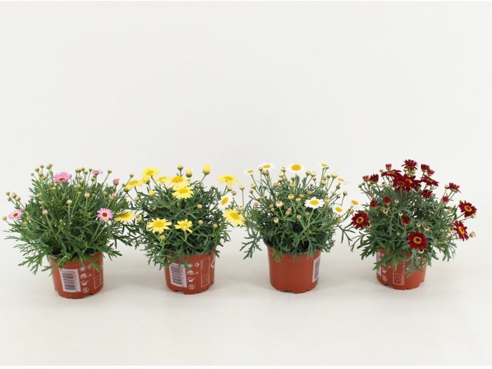 Argyranthemum frutescens La Rita Mixlaag, D 10,5