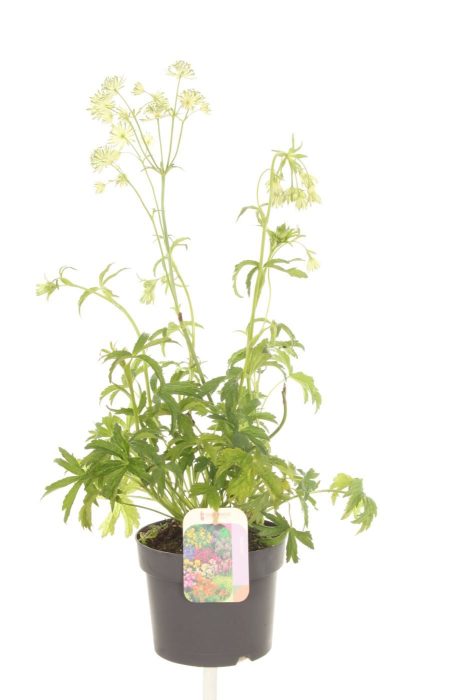 Astrantia major Sparkling Stars White, D 17