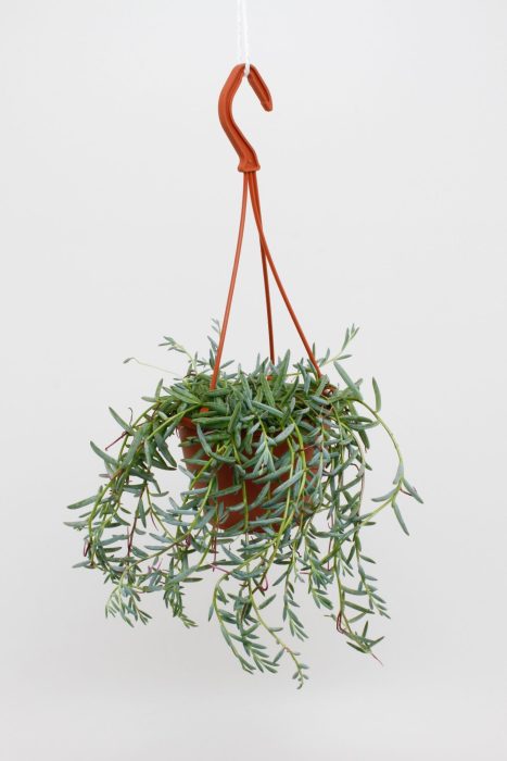 Senecio Hallianus, D 12