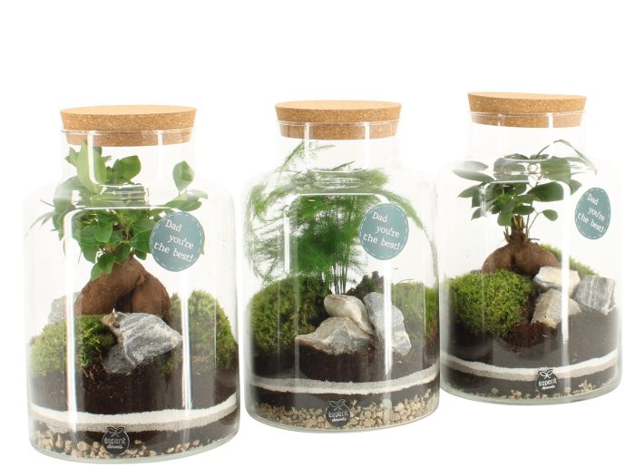21773: Father's day terrarium, D 17