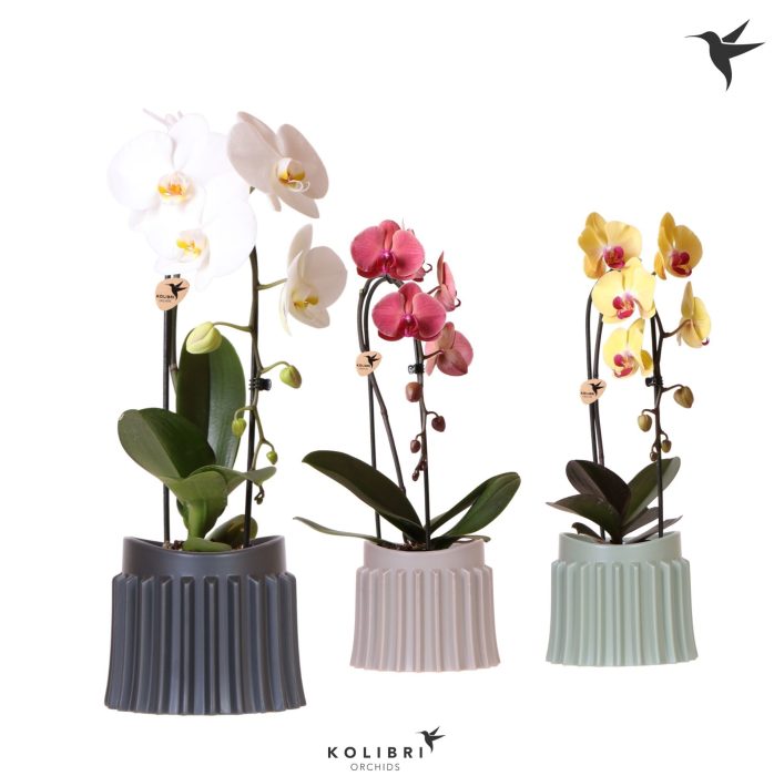 Kolibri Orchids Phalaenopsis Cascade Niagara Fall mix 1 spike in Raw pot mix, D 12