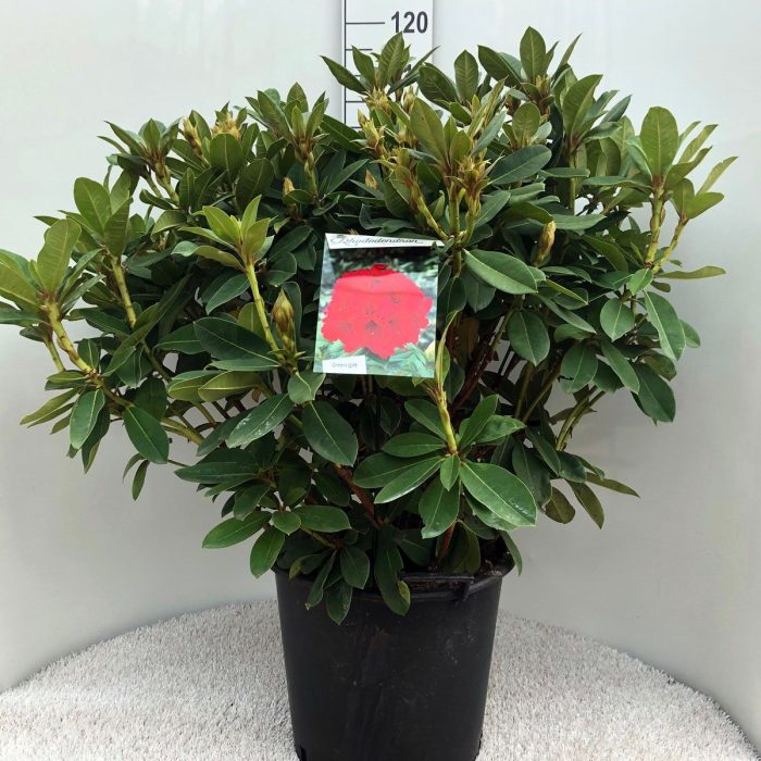 Rhodo. 'Red Jack' red, D 40