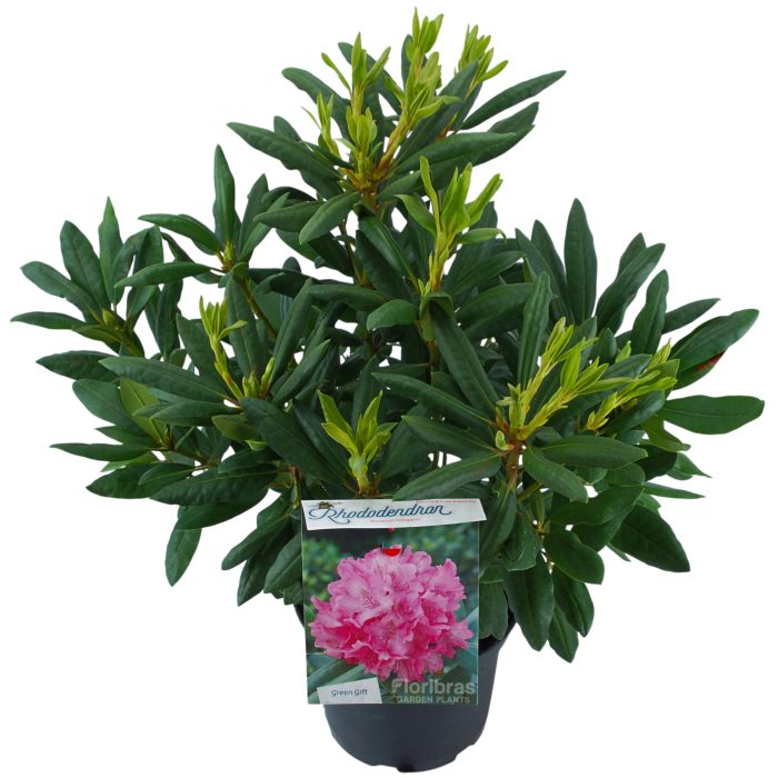 Rhodo. 'Roseum Elegans' pink, D 23