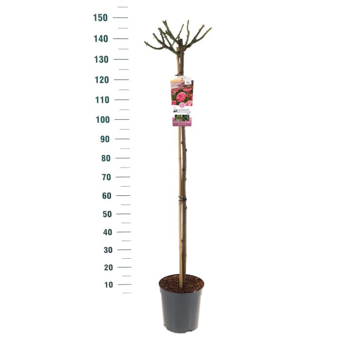 Rosa 'Leonardo da Vinci' - 110 Stam - Exclusive Collection, D 24