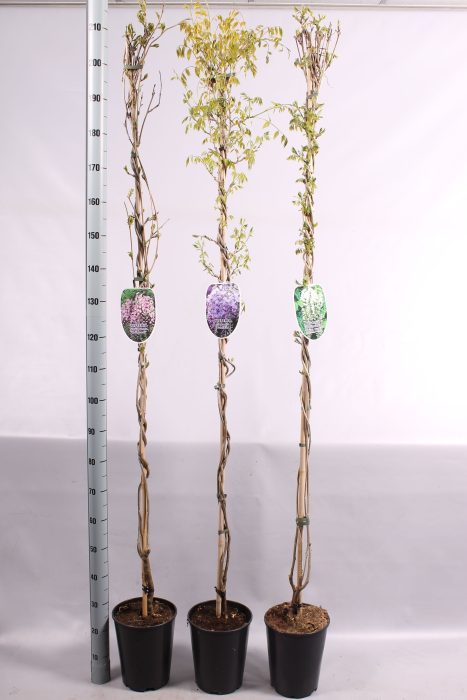 Wisteria overig, D 23