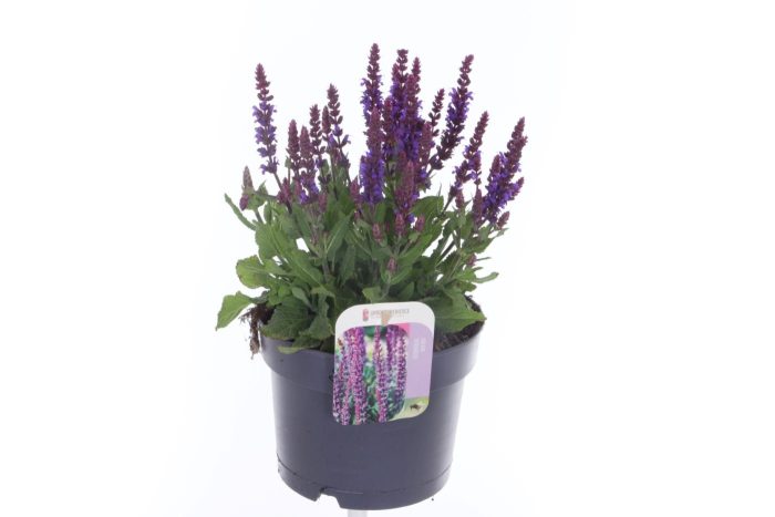 Salvia nemorosa Jersey, D 17